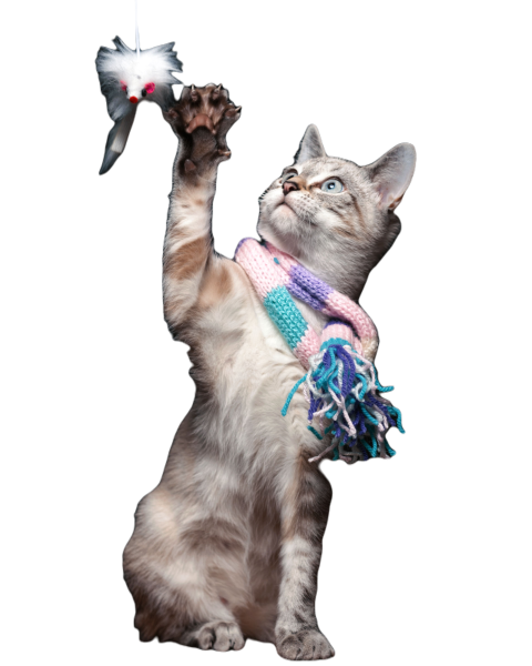 Domestic cat looking upward and extending its fron 2023 11 27 05 25 23 utc