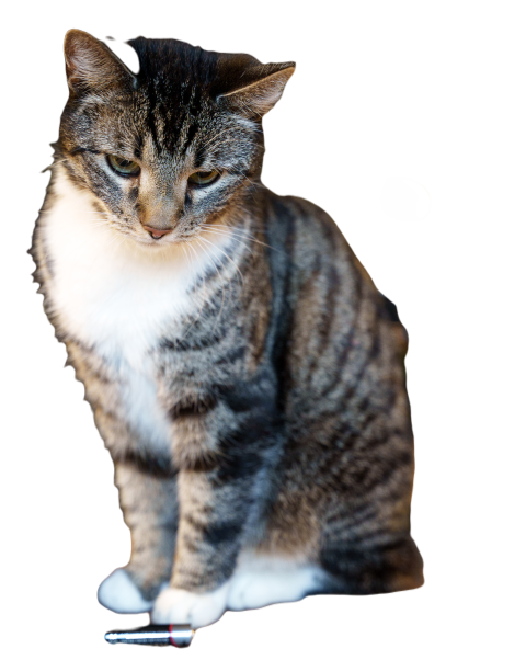 A cat sitting on top of a wooden table next to a c 2024 01 30 00 47 43 utc