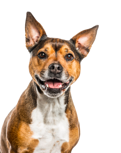 Crossbreed dog isolated on white 2024 09 27 02 03 11 utc