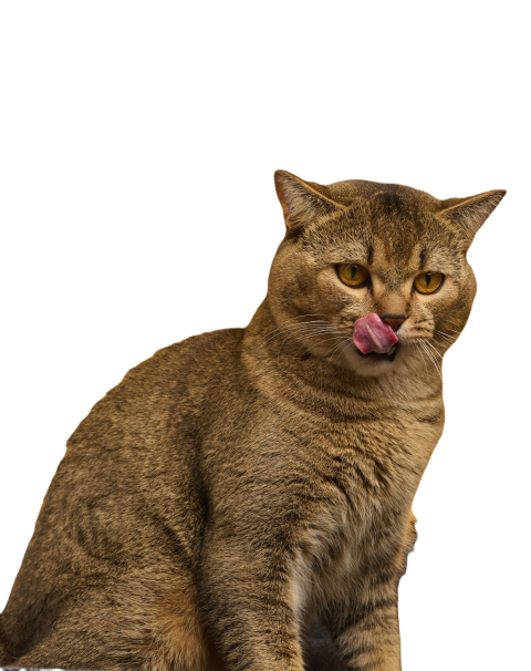 Portrait of an adult gray scottish straight cat on 2023 11 27 05 11 44 utc