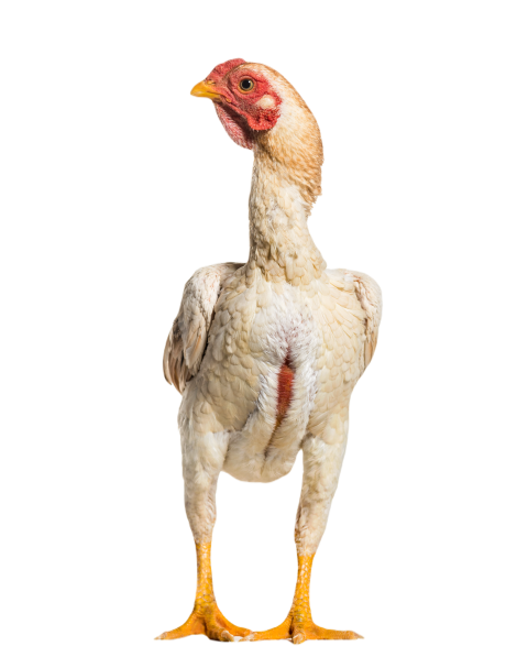 Shamo shamo also known as gamecocks standing agai 2024 09 27 01 46 41 utc