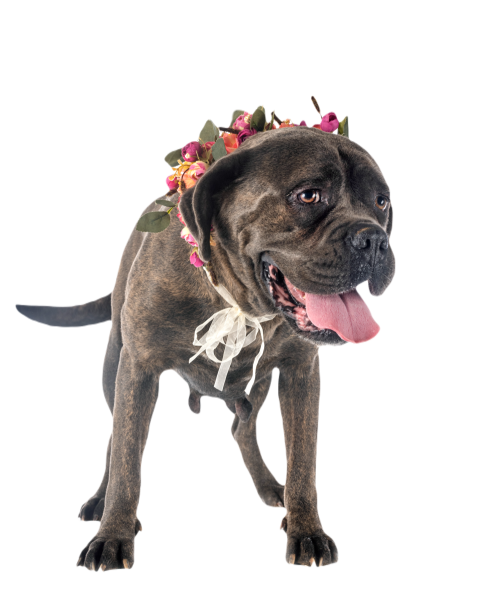 Cane corso in studio 2024 12 07 00 23 24 utc
