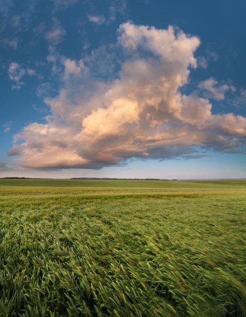 Top view of a green field with ears of rye in the 2023 11 27 04 58 32 utc
