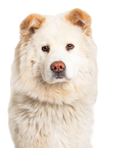 Closeup white chow mixed breed dog 2024 09 16 09 25 53 utc