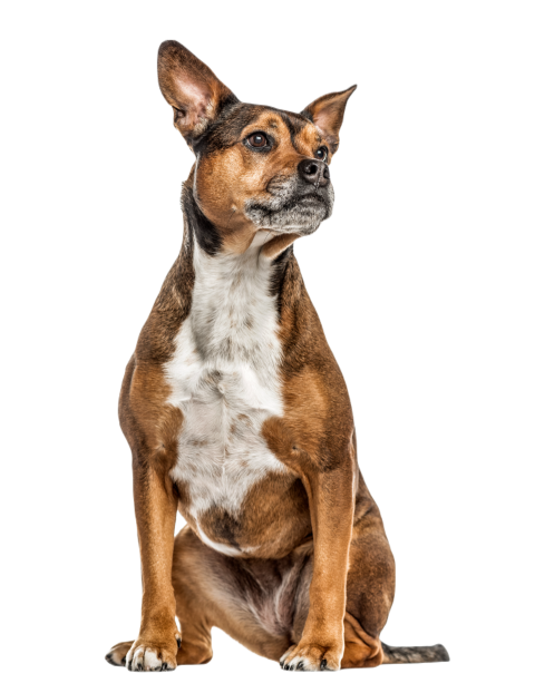Crossbreed dog isolated on white 2024 09 26 18 27 59 utc