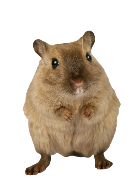 Animal 1239398