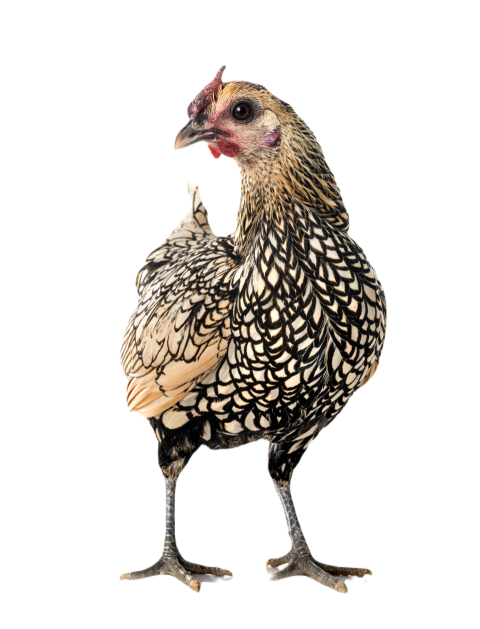 Sebright chicken in studio 2024 12 06 01 53 43 utc