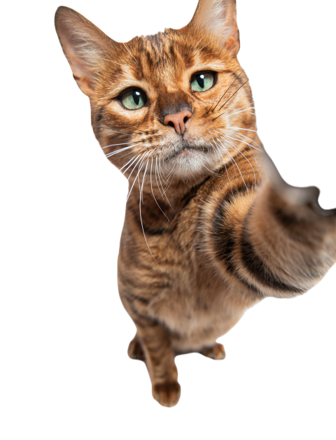 Toyger cat making a selfie with wide angle lens 2024 09 27 11 47 04 utc