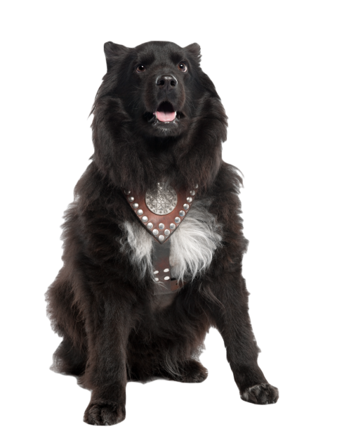 Mixed breed dog between keeshond and a sheltie 6 2024 09 26 22 24 40 utc