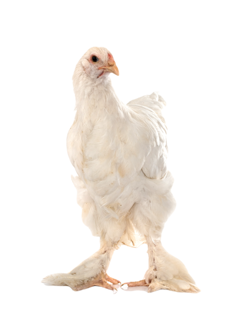 Cochin chicken in studio 2024 12 06 04 27 20 utc