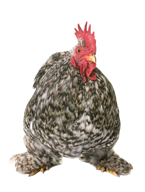 Pekin rooster in studio 2024 12 06 02 54 43 utc