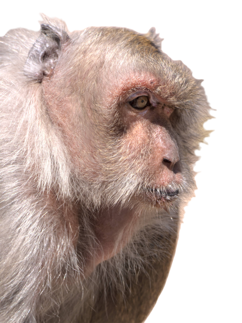 Aging a macaque monkey 2023 11 27 05 31 47 utc