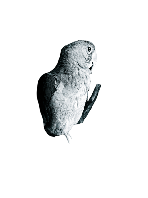Parrots in the world png file 55
