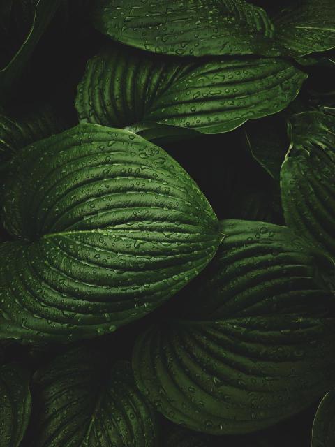Phone Wallpapers (23)