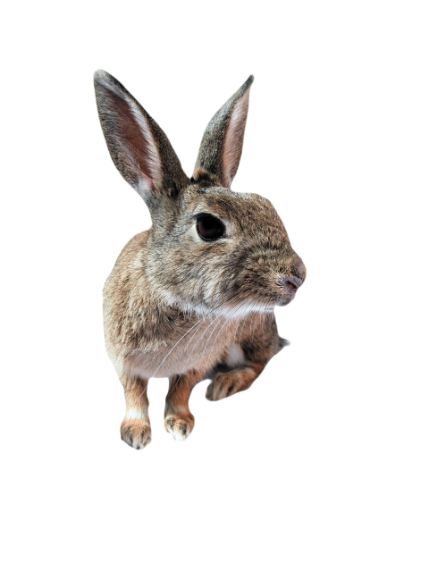 Rabbit 740869