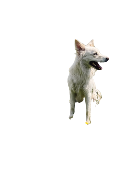 Cute white dog sitting among yellow wildflowers in 2023 11 27 05 16 23 utc