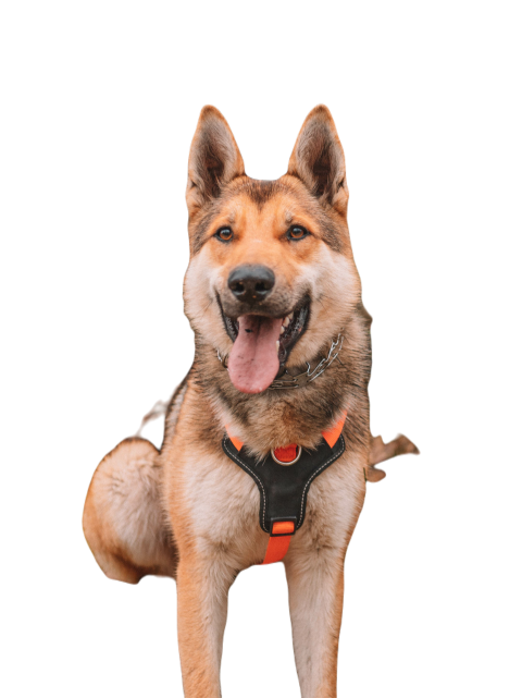 Vertical shot of a cute fluffy german shepherd sti 2023 11 27 05 03 30 utc