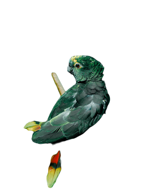 Parrots in the world png file 143