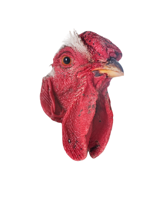 Silver laced wyandotte chicken 2024 12 07 02 30 27 utc