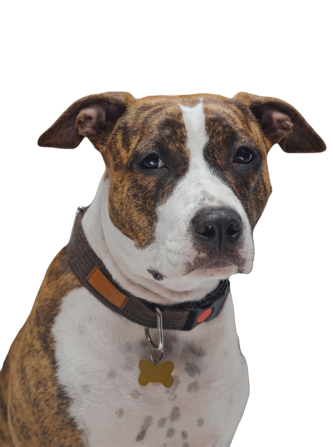 Adorable american staffordshire dog with collar ag 2023 11 27 05 23 05 utc