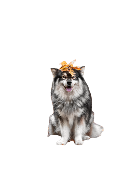 Portrait of finnish lapphund dog 2025 01 08 23 13 40 utc