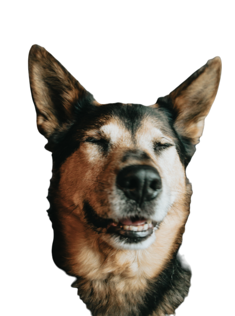 Young and happy short haired german shepherd front 2024 10 14 05 09 38 utc