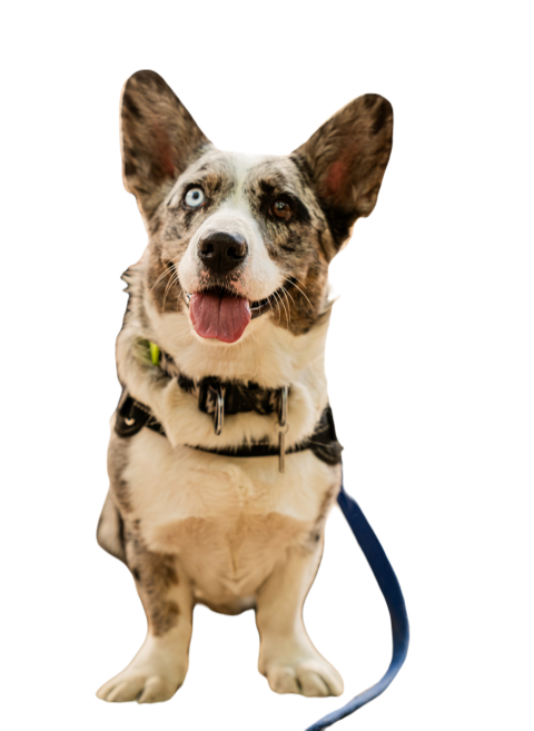 Corgi dog sitting next to his owners leg on a leas 2025 01 10 13 41 03 utc