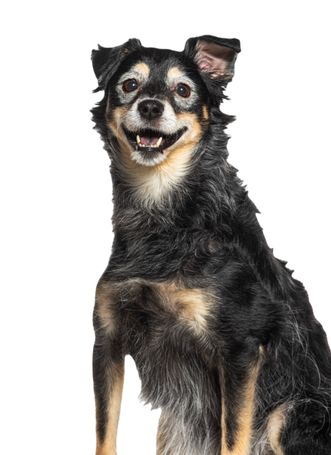 Very old bastard dog graying isolated on white 2024 09 27 09 04 31 utc