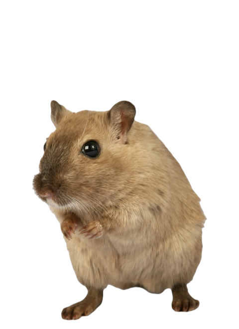 Animal 1239397