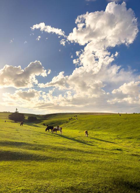 Cows grazing on green hillside 2024 12 28 17 47 29 utc