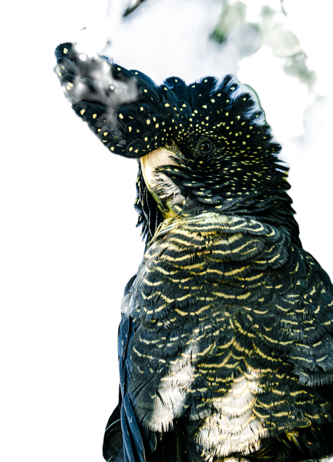 Parrots in the world png file 327