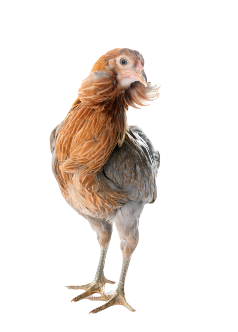 Gray araucana chicken 2024 12 06 15 46 50 utc