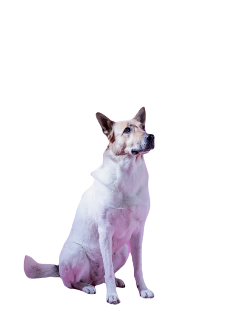 Mixed breed cute dog portrait on pink background 2023 11 27 05 01 16 utc