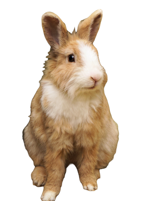 Rabbits 1440432