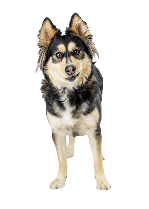 Large crossbreed dog with funny expression 2024 09 21 23 56 54 utc
