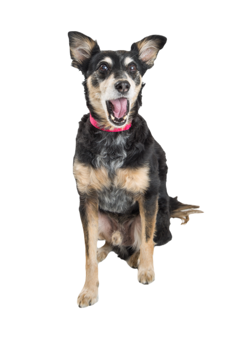 Funny excited dog mouth open 2024 09 13 22 54 03 utc