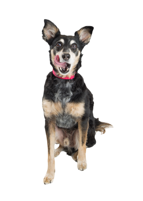 Excited dog licking lips 2024 09 13 21 26 52 utc
