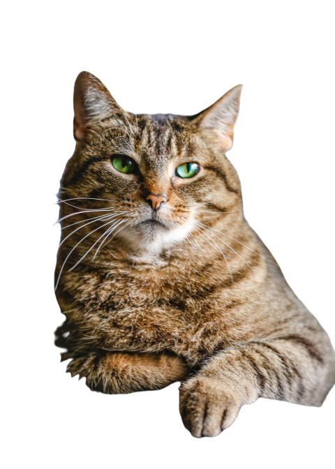 Beautiful tabby cat with green eyes laying down on 2025 01 08 14 32 54 utc