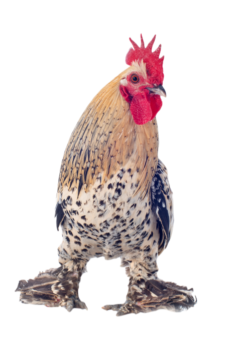 Booted bantam in studio 2024 12 07 01 50 28 utc