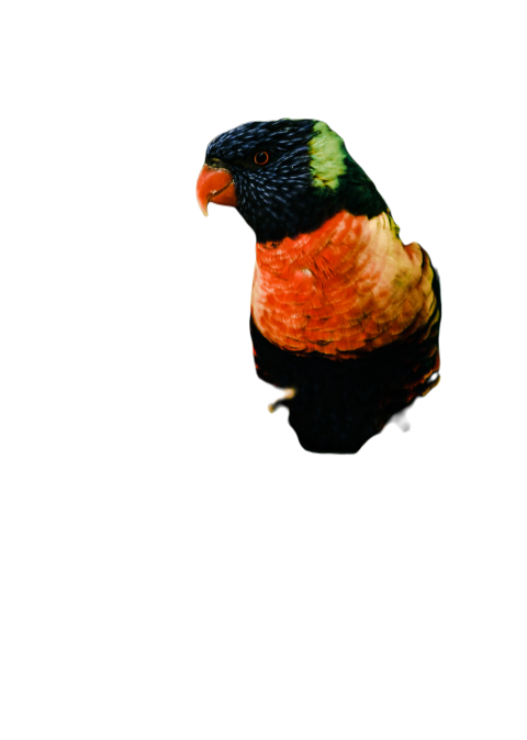 Parrots in the world png file 260