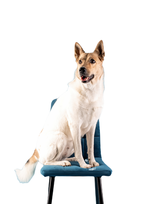Mixed breed cute dog portrait on blue background 2023 11 27 04 56 11 utc