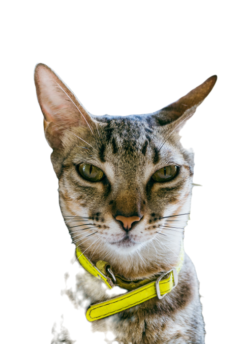 Domestic cat 2024 05 27 03 37 33 utc