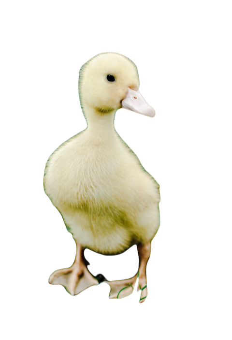 Duck png file, animal free download (frefile com) 3