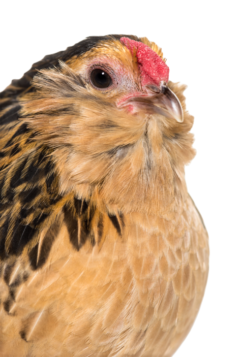 Barbu de grubbe chicken against white background 2024 09 26 21 48 51 utc
