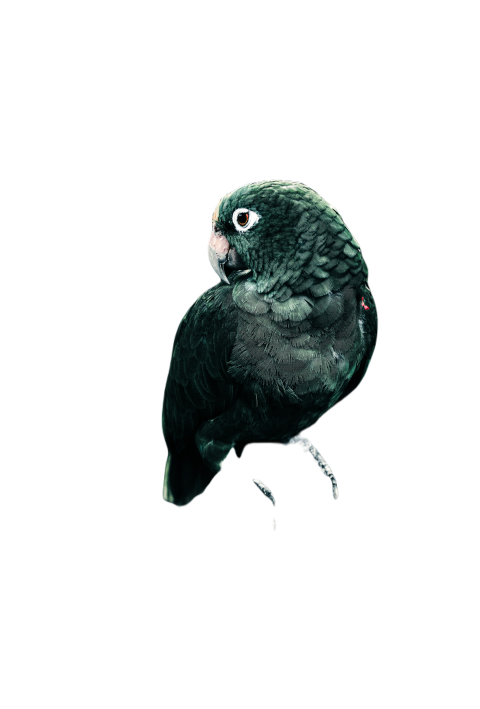 Parrots in the world png file 142