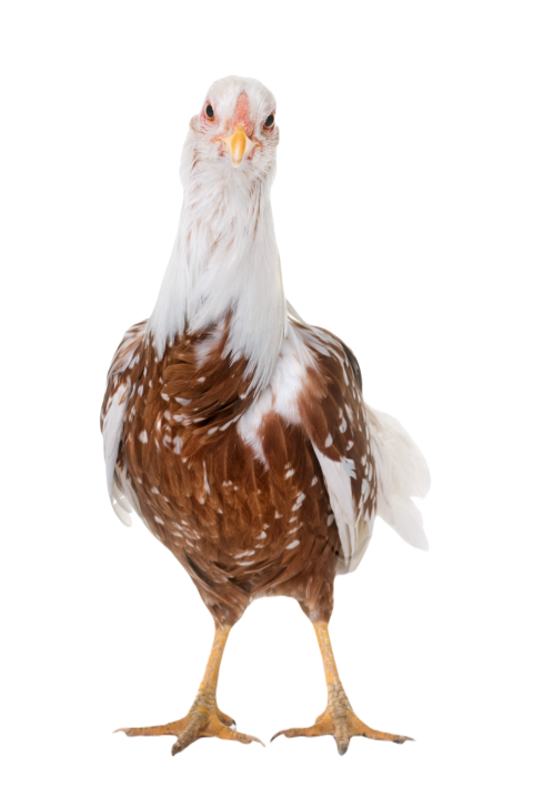 Yokohama chicken in studio 2024 12 06 19 44 20 utc