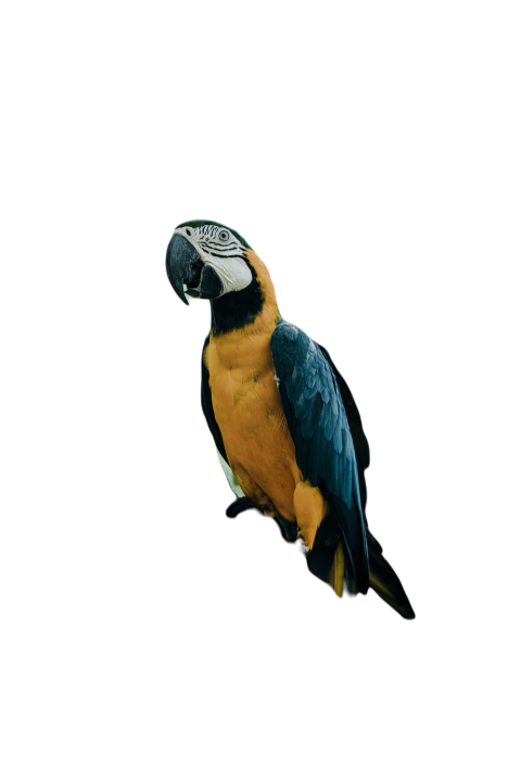 Parrots in the world png file 185