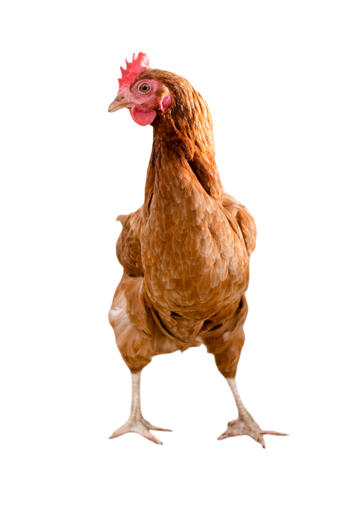 A chicken with brown feathers and a red coxcomb 2023 11 27 05 12 16 utc