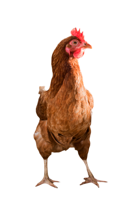 A chicken with brown feathers and a red coxcomb 2023 11 27 05 34 48 utc