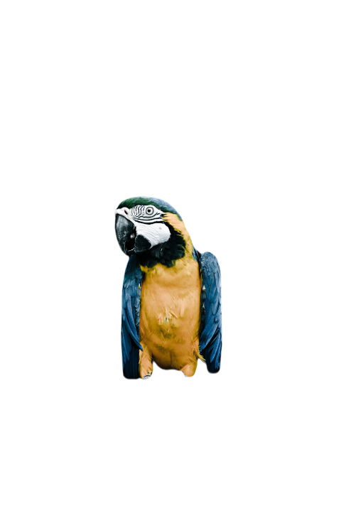 Parrots in the world png file 261